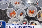 丹东@铲屎官们 养“异宠”或危害国家安全 这些行为违法了